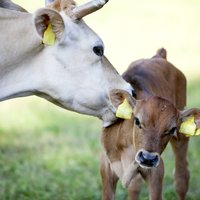 Комиссар ЕС предлагает сократить объемы производства молочной продукции