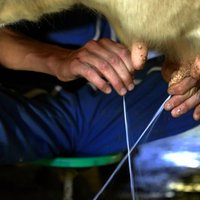 Krīzes dēļ piensaimnieki atlaiž darbiniekus un plāno protesta akcijas
