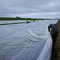 Angļu fermeri paaugstina algas, lai noturētu latviešu strādniekus