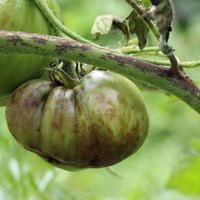 Август - время фомоза: как спасти помидоры от бурой гнили