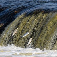 Foto: Ventas rumbā sācies pavasara šovs – Kuldīgā lec zivis