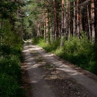 Pērn meža videi Latvijā nodarīti zaudējumi 1,337 miljonu eiro apmērā