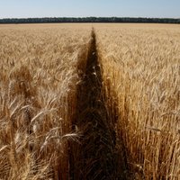 ASV plāno atcelt sankcijas pret Baltkrieviju apmaiņā pret Ukrainas graudu tranzītu, vēsta medijs