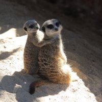 Rīgas Zoodārza rosīgie musketieri – surikati