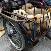 Foto: Ķīnieši dzīro suņa gaļas festivālā