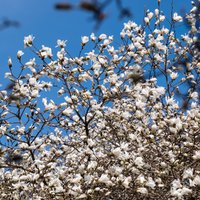 Botāniskajā dārzā kā pavasarīgs sprādziens zied magnolijas