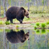 Video: Igaunijā populāra kļuvusi lāču vērošana brīvā dabā