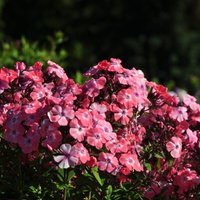 ФОТО: В Национальном ботаническом саду в Саласпилсе вовсю цветут флоксы
