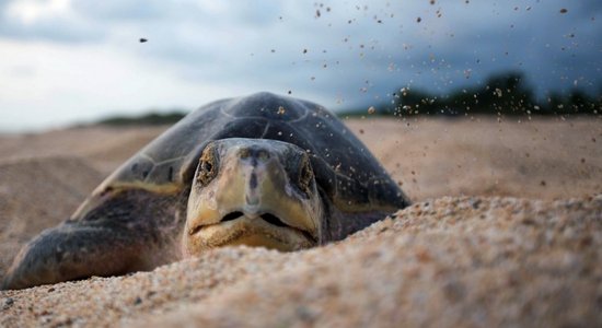 Опасный Занзибар: на популярном среди туристов острове девять человек погибли, отравившись мясом черепахи
