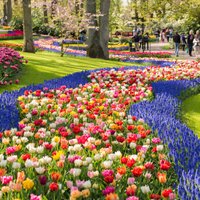 Pavasara ziedu paradīze: Keukenhofas dārzs Nīderlandē
