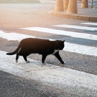 Осторожно с котами на Кипре: есть риск переноса в Латвию вируса с высокой летальностью