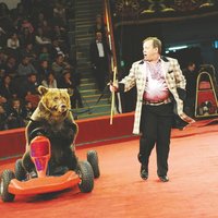 Сейм одобрил запрет на использование в цирке диких животных