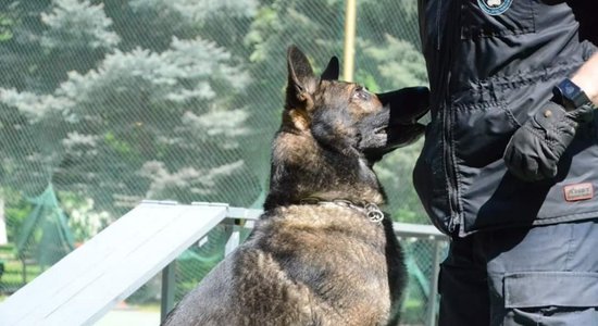 Служебные собаки — одно из эффективных средств борьбы с контрабандой