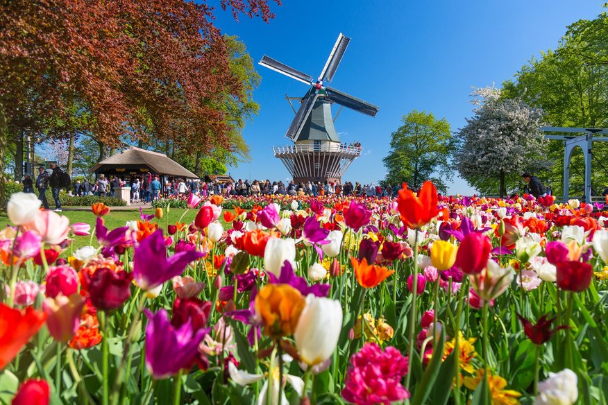 Pavasara ziedu paradīze: Keukenhofas dārzs Nīderlandē