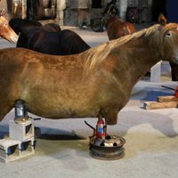 Venēcija grimst mākslā: Andoras bezkāju zirgi, Irākas viesmīlība un ķīniešu desants