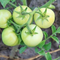 Zaļi tomāti uz lauka: kāpēc negatavojas un ko ar tiem iesākt