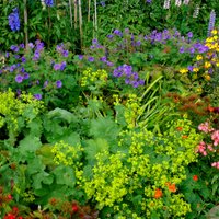 10 долгоцветущих и зимостойких цветов, которые может вырастить любой