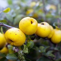 Великая цидония: чем вам может быть полезен "латвийский лимон"