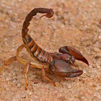 Lidojuma laikā ASV pasažieri sadzeļ skorpions