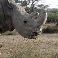 И носорог тоже. 10 видов животных, вымерших за последние 20 лет