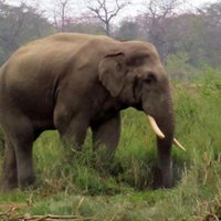 Слон насмерть затоптал туристку в Индии