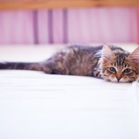 Доказано учеными: Кот в постели - полезно для здоровья