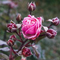 Kurš rožu ieziemošanas veids labāks: egļu zari vai agrotīkls