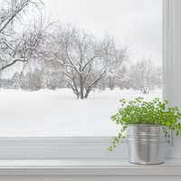 Календарь садовода. Сад, цветник и комнатные растения: что с ними делать в январе?