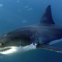 Ko haizivis tur meklē? Okeāna plēsoņas 'uzdāvina' pētniekiem jaunu mīklu