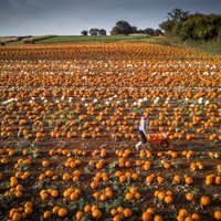 ФОТО. Оранжевые ягоды осени: как выглядят тыквенные поля в Великобритании