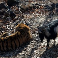 Тигр Амур и козел Тимур в прямом эфире: в вольере у животных установили веб-камеры