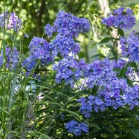 Мечты о синих флоксах. 10 рекомендаций по сортам и советы по выращиванию