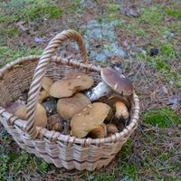 ФОТО: В ноябре читатели все еще собирают полные корзинки грибов