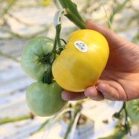 Foto: Kā aug Getliņu tomāti