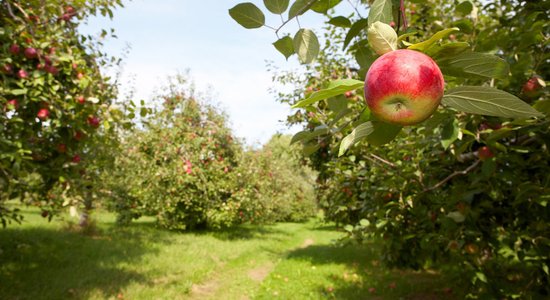 Большого урожая яблок в этом году ждать не стоит