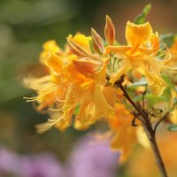 ФОТО: в Ботанических садах вовсю цветут рододендроны