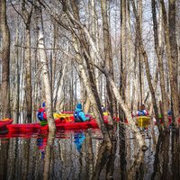 Sirreāla laivošana starp kokiem tepat Latvijā – applūdušajās Dvietes palieņu pļavās
