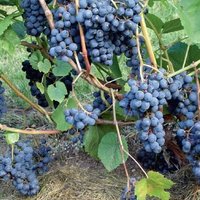 Populāras vīnogu šķirnes, kas lieliski aug arī Latvijā