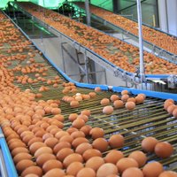 Balticovo вложит миллион евро в линию для выпуска вареных яиц без скорлупы