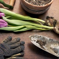 Padomi sīpolpuķu iegādei un audzēšanai: kā tās pieradināt pavasarī