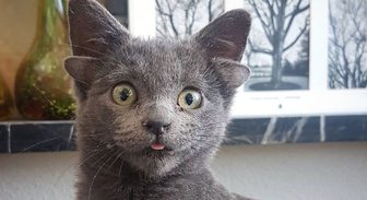 4 уха и сердечко на брюхе: как необычный кот обрел семью и стал блогером