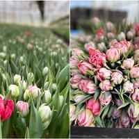 ФОТО. Тюльпановый рай: как в Сигулде цветут самые весенние из всех цветов