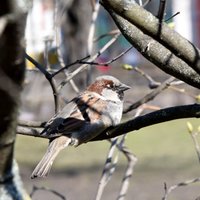 Izsludināts Latvijas putnu fotogrāfiju konkurss