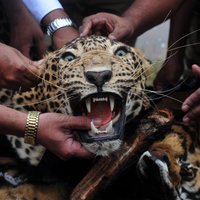 Леопард десять часов терроризировал школу в Индии