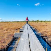 ФОТО. Всего в 10 километрах от границы с Латвией: уникальная болотная тропа Нигула на юге Эстонии