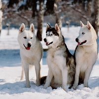 Baltākie, pūkainākie un labsirdīgākie sniega suņi. Skaistāko Ziemassvētku mīluļu tops