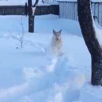 Video: Kurzemē suns Alfiņš priecājas par dziļo sniegu