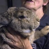ВИДЕО: Гигантский кролик нацелился на рекорд веса