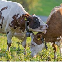 Все больше хозяйств, оценивая цены на молоко, переходят к производству мяса