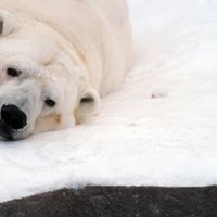 В немецком зоопарке белый медведь погиб, съев вещи посетителя